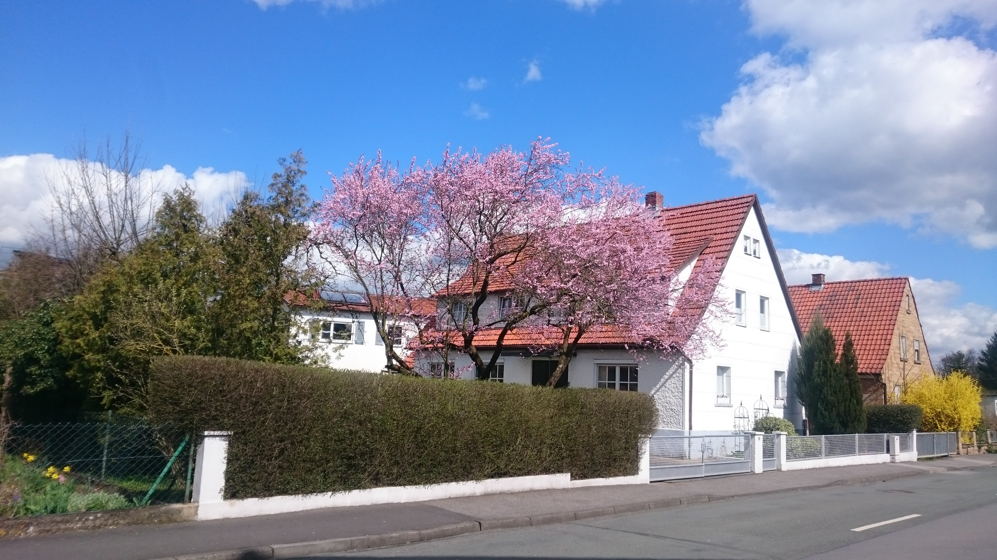 桜3