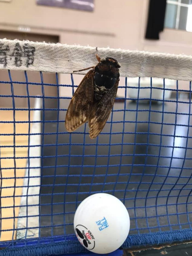 【アブラゼミ】が卓球練習場に迷い込んでいました